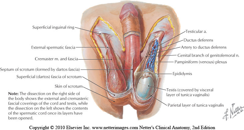 Spermatic Cord