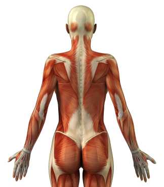 How does thoracolumbar fascia influence pain?