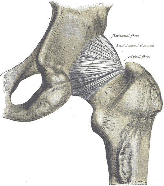 Hip Preservation: Yoga Reconsidered