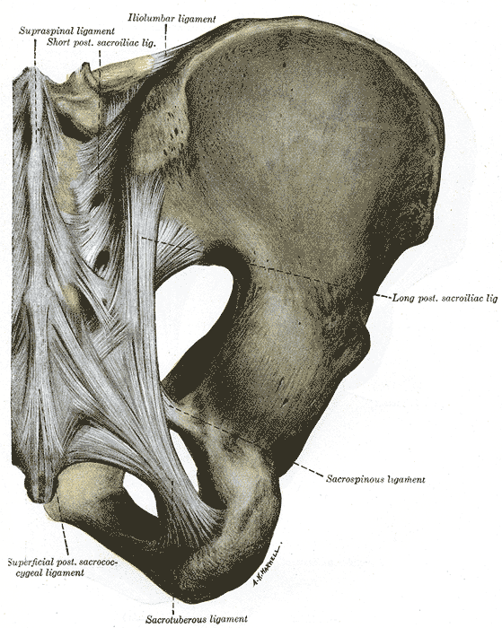 Sacroiliac Joint – the Middle Child