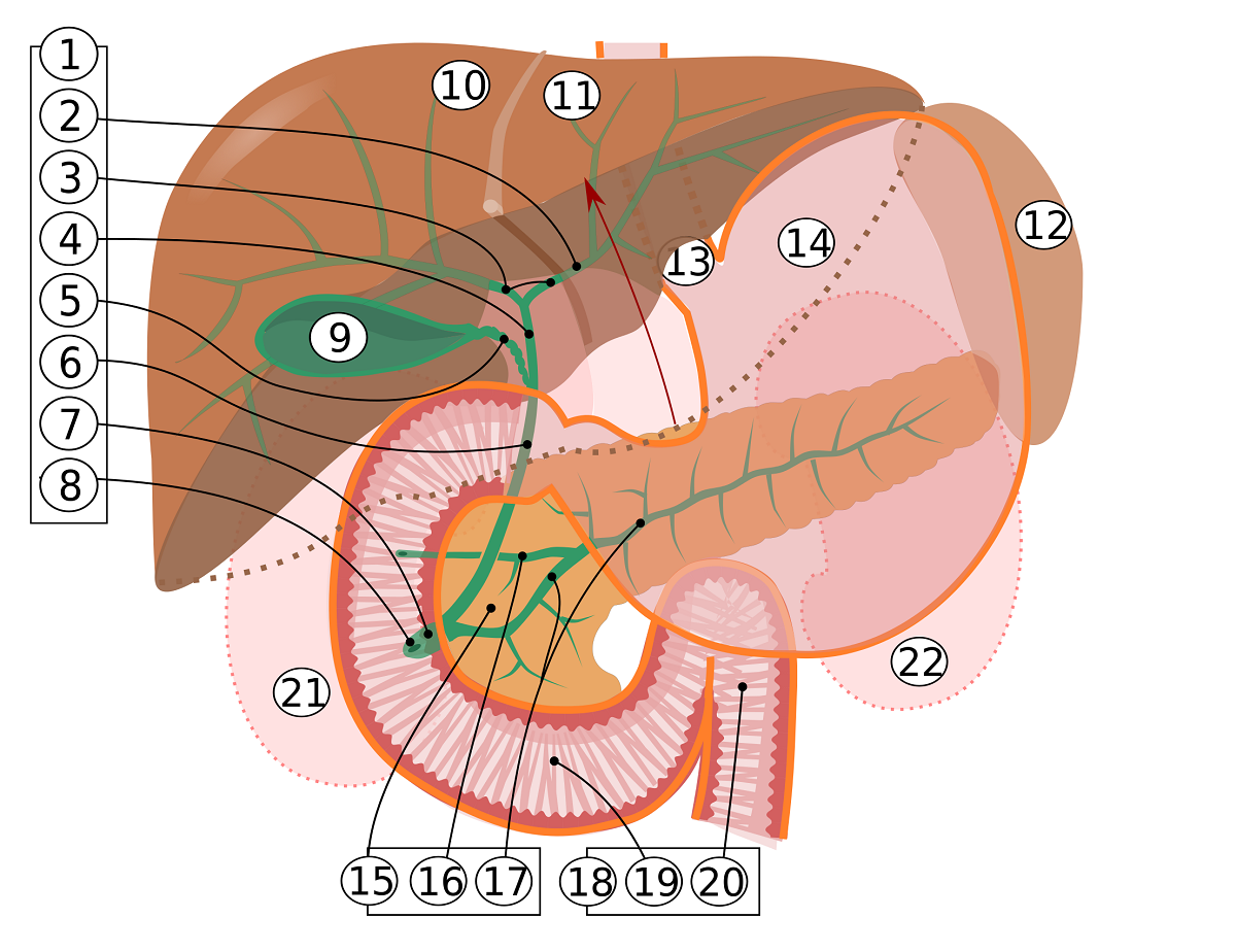 Biliary_system_multilingual.svg.png