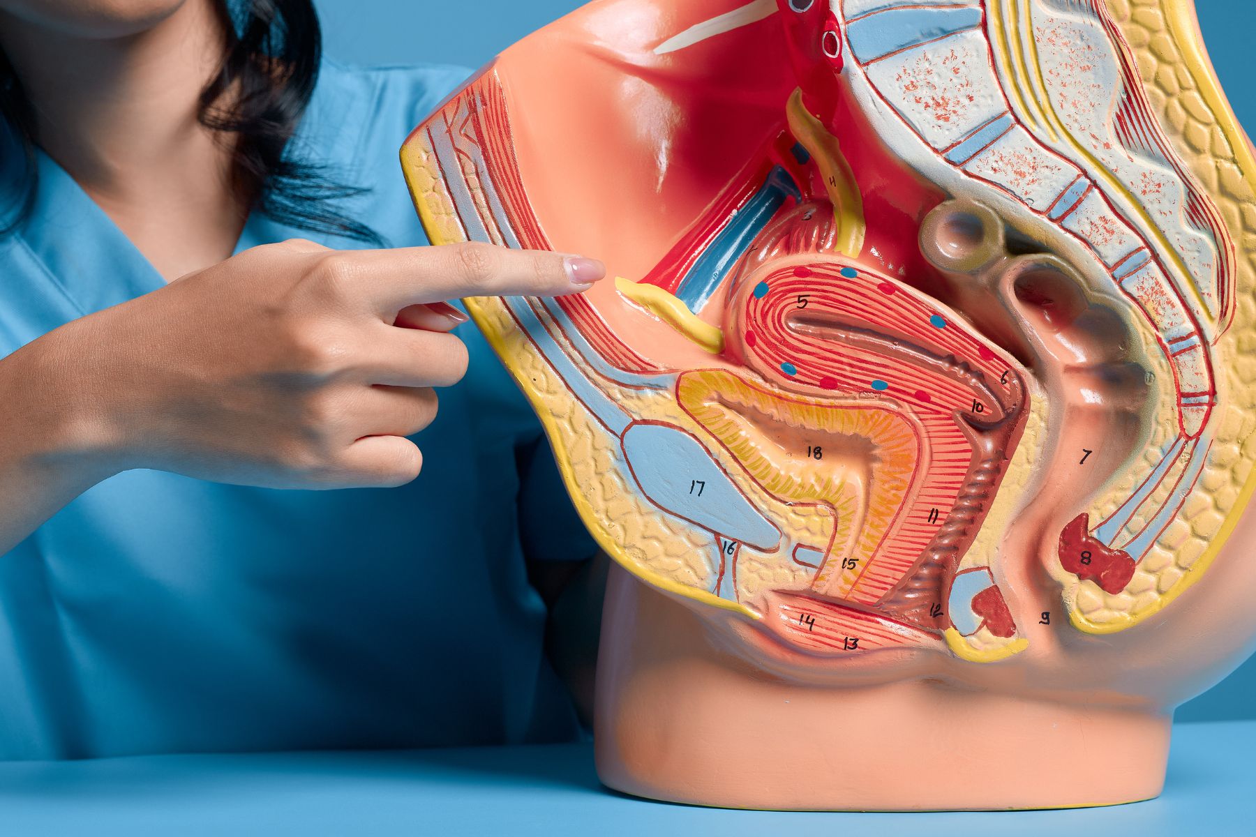 MTPR_4_Medical_Practitioner_Showing_The_Female_Repoductive_System_by_Aris_Leoven_from_corelens_Canva.jpg