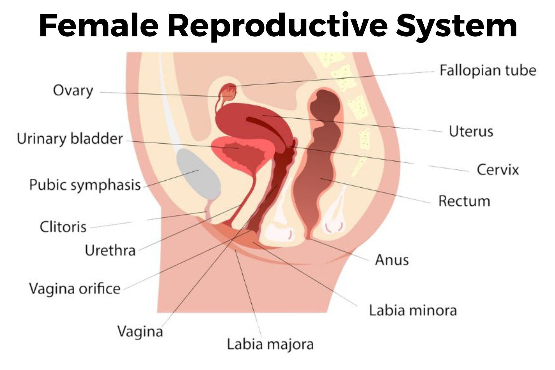 PEVD_4_Stock_file_ID1400198545_Stock_file_ID1400199079_Reproductive_System_by_Vectorian_iStock.jpg