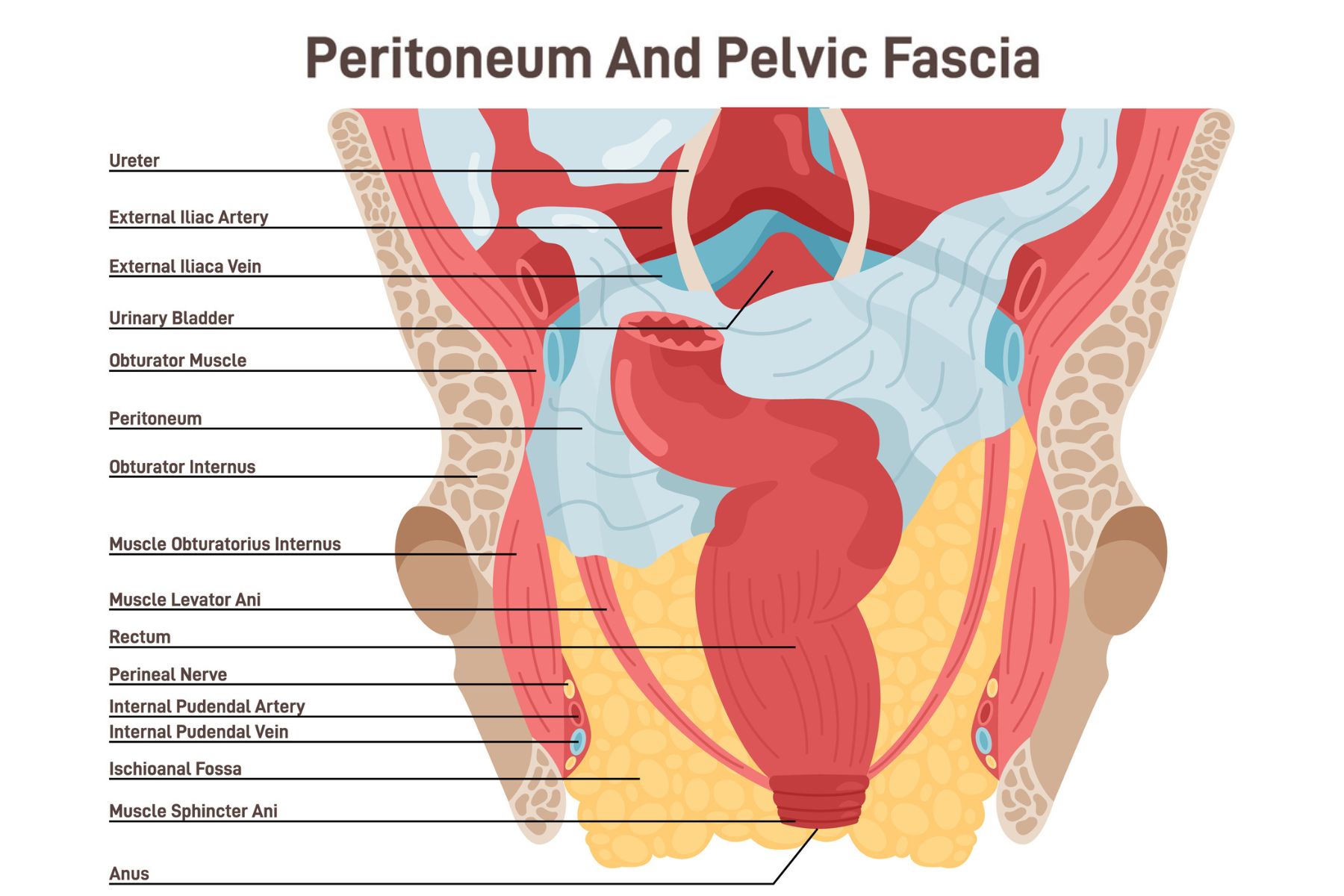 RBC_4_Peritoneum_and_pelvic_fascia_Blood_supply_and_muscular_strucutre_2068652471_by_Guzaliia_Filimonova_iStock.jpg