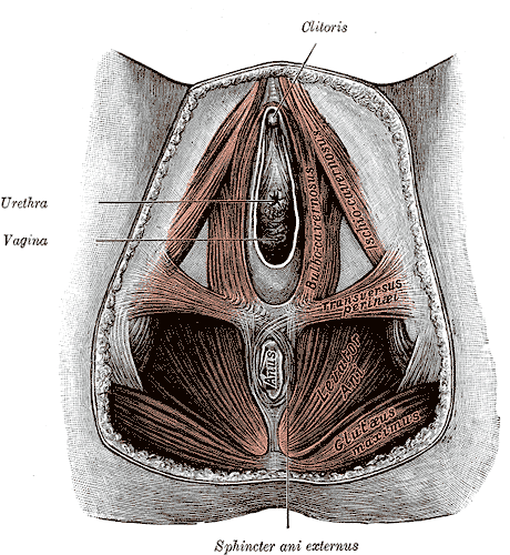 To episiotomy or not to episiotomy?