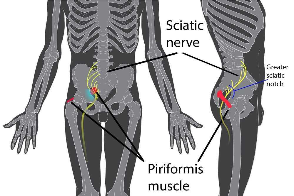 Sciatic Nerve