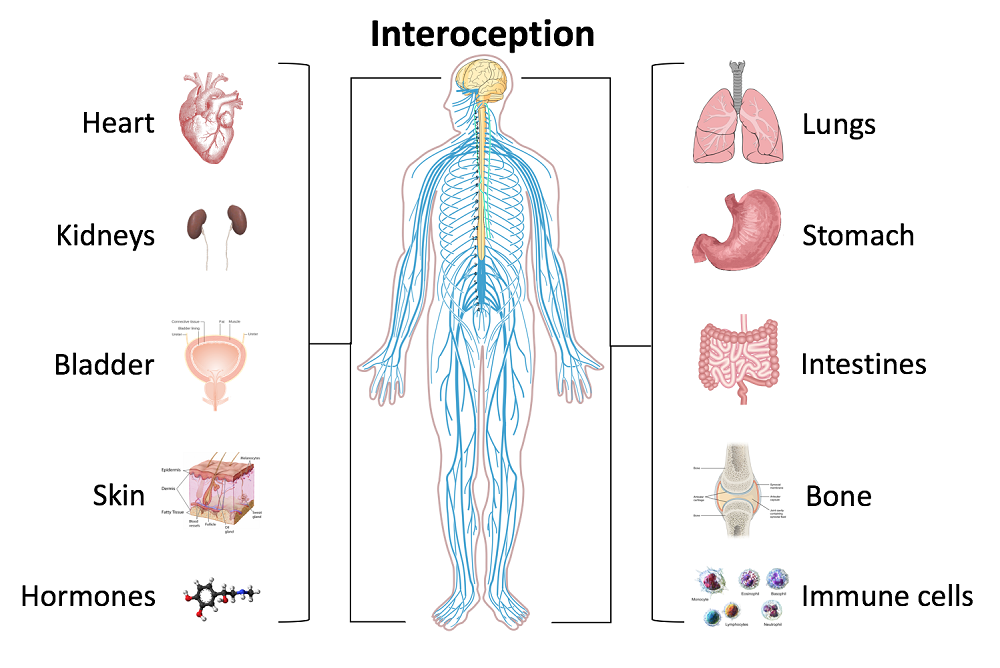 Nervous System