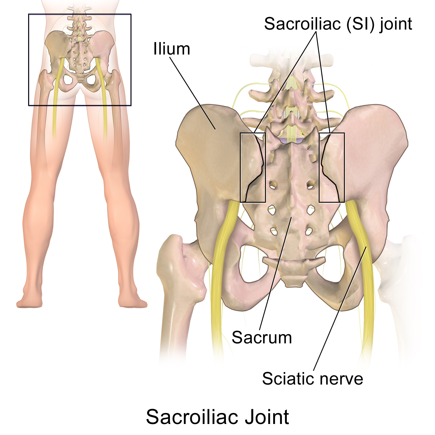 Sacroiliac_Joint.png