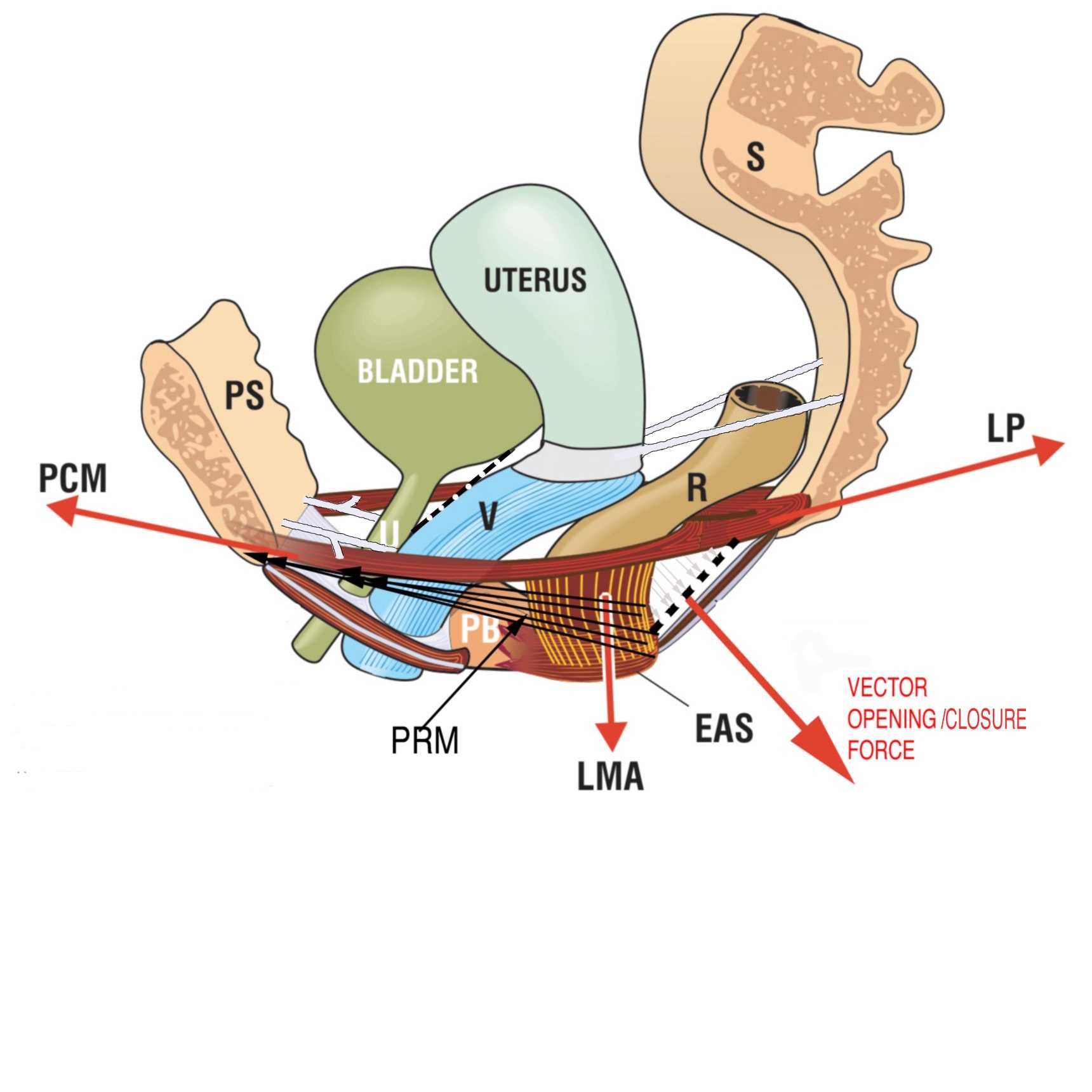 Wiki_directional_muscle_forcesfig2.jpg