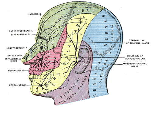 Persistent Pain, the Neuromatrix, and Pain Perception