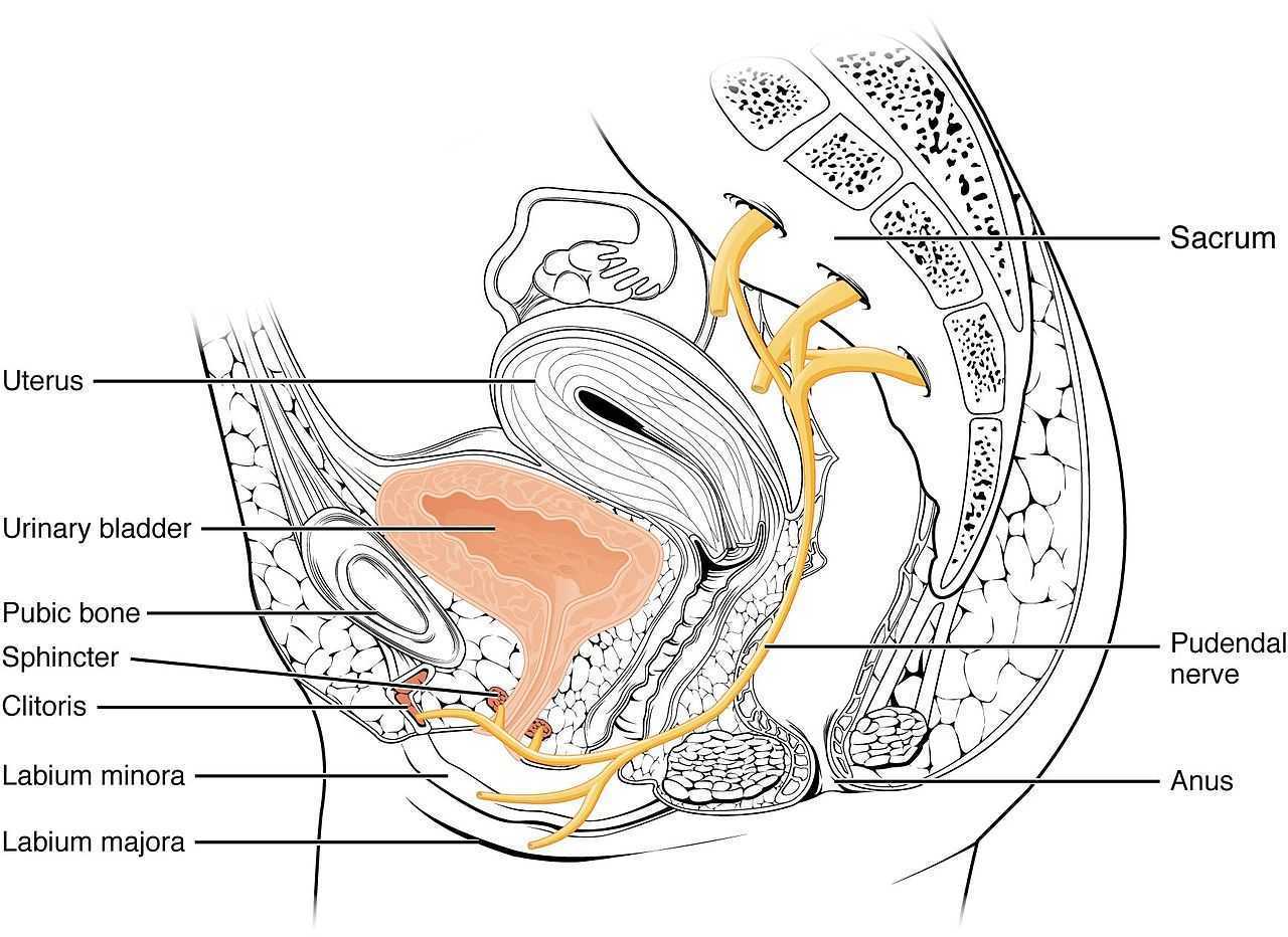 Pudendal Nerve: Caught in the Space Between