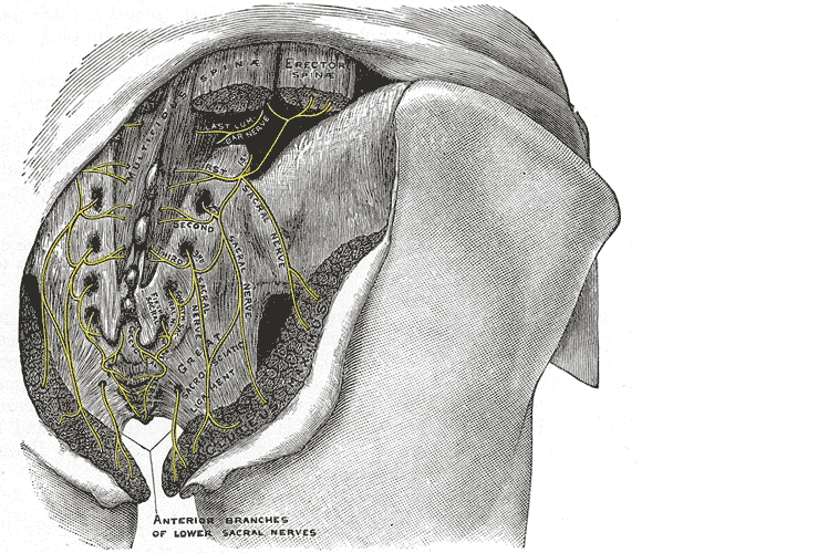 Superior Gluteal Nerve: Such a Pain in the Butt