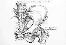 Pelvic Floor Exercises for Lumbopelvic Stability