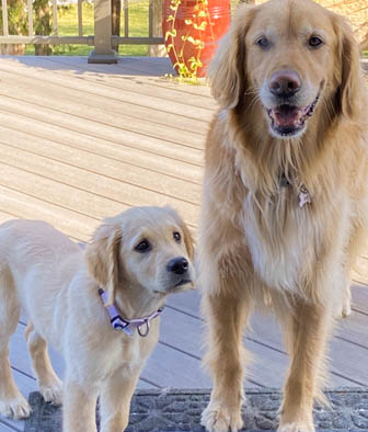 A Tale of Two Goldens: Lighthearted Lessons from “Operation Nourishment”