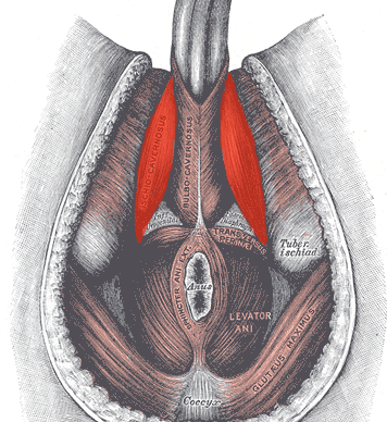 Treating Male Sexual Dysfunction with Pelvic Floor Muscle Exercises