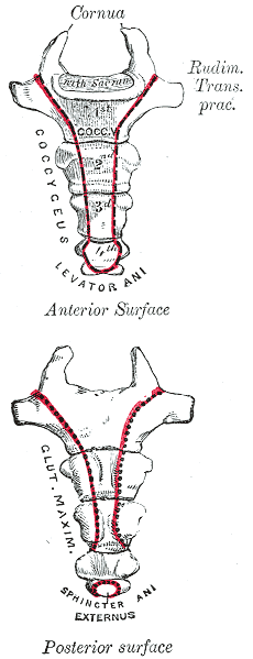 Coccyx Nasal Calcitonin