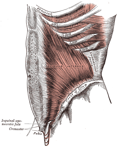 Really…. a New Organ…it’s Called Fascia