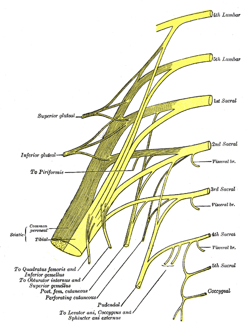 Pudendal Sacral Plexus