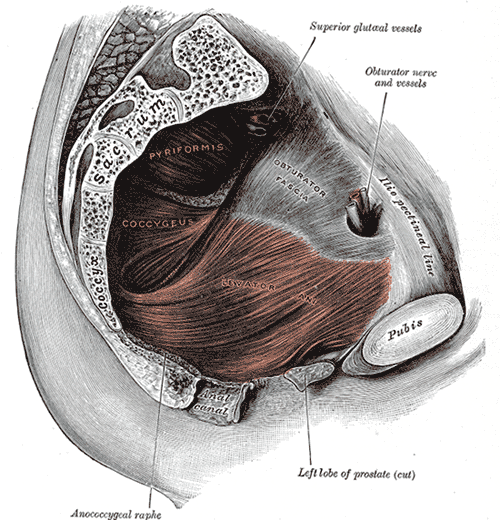 Myofascial Pelvic Pain: Symptoms and Assessment