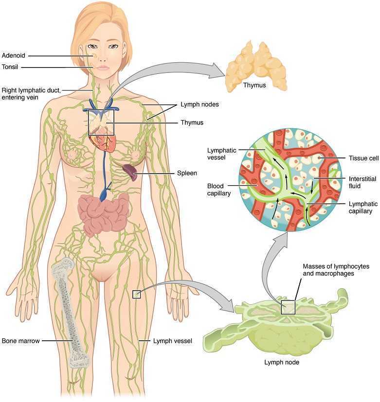 Prevalence and Management of Lymphedema in Urogenital Cancers