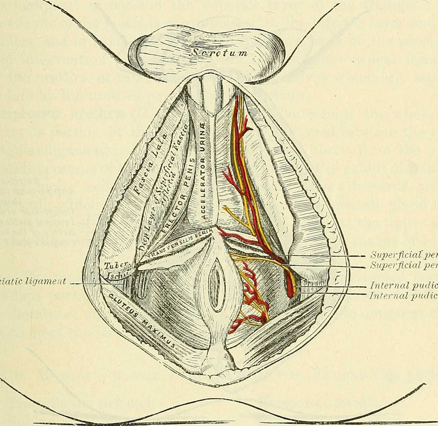 Male Perineum Nerves