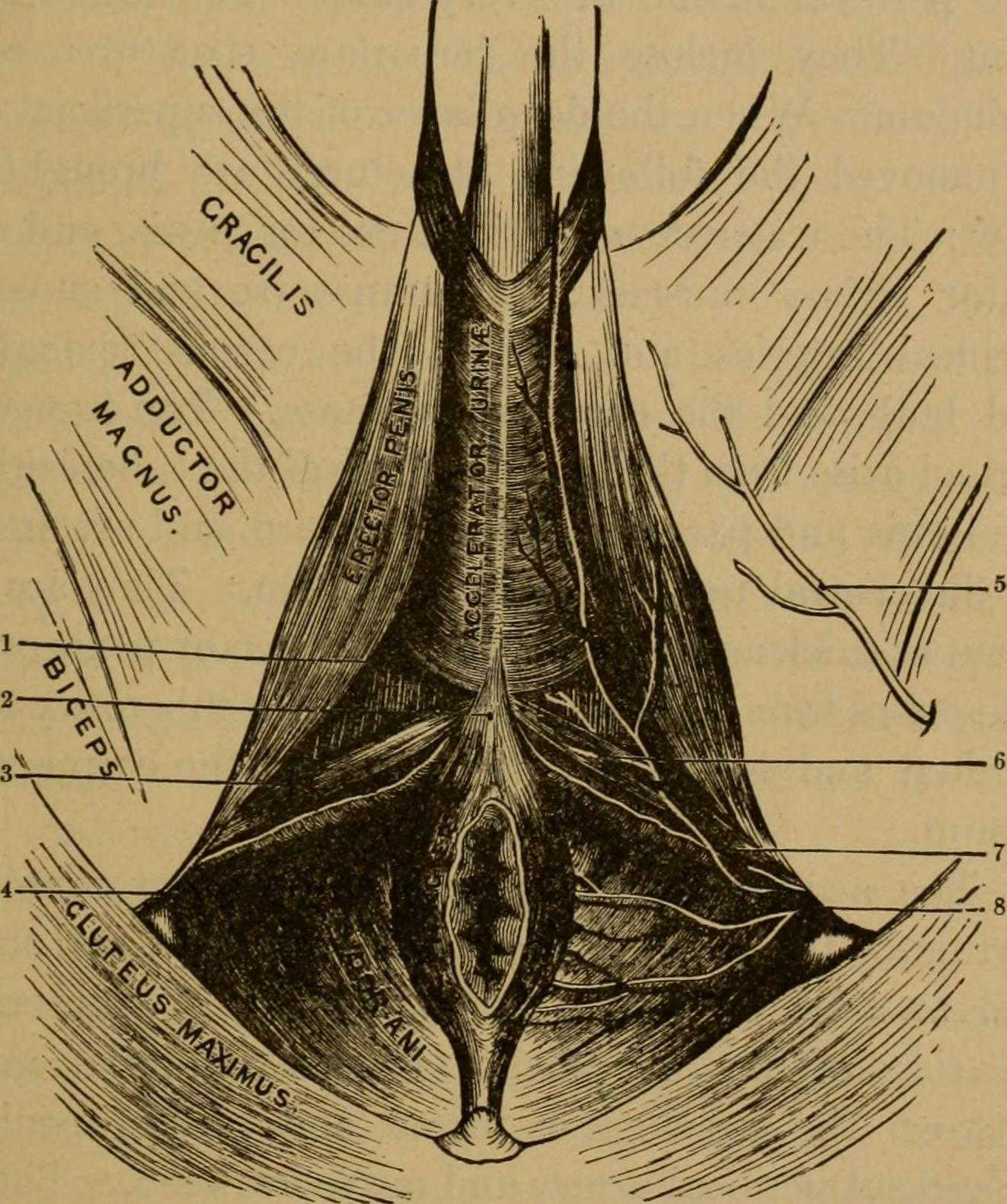 Role of ischiocavernosus and bulbocavernosus in male pelvic health