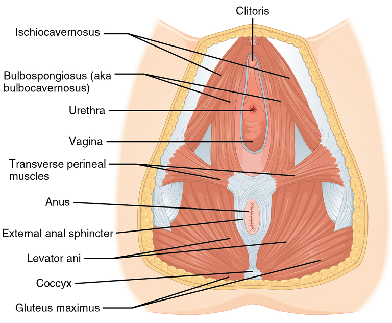 Perineal Massage for Childbirth