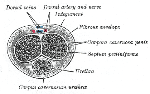 Penis Cross Section