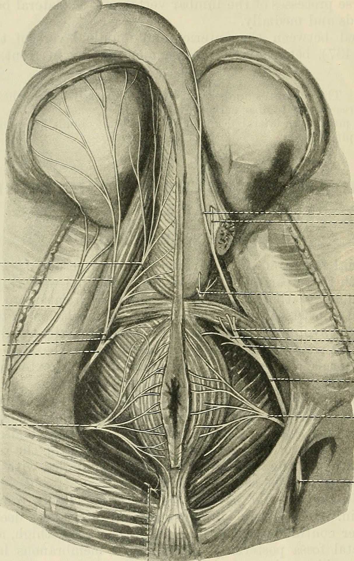 Pudendal Nerves Inferior