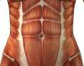 Narrowing the Inter-Rectus Distance of the Transverse Abdominus