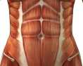 Home Exercises for Diastasis of the Rectus Abdominis Muscle