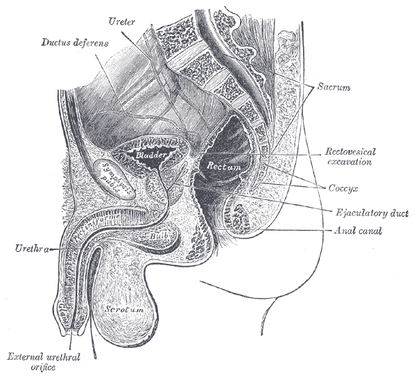 Post-prostatectomy Penile Rehabilitation